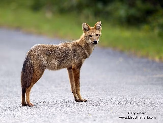 8. Đang bị đe dọa do mất môi trường sống và xung đột với con người. Dù vẫn phổ biến ở một số khu vực, chó rừng đang chịu áp lực từ nạn phá rừng, săn bắt và mâu thuẫn với người dân do chúng đôi khi tấn công gia súc nhỏ. Ảnh: Pinterest.