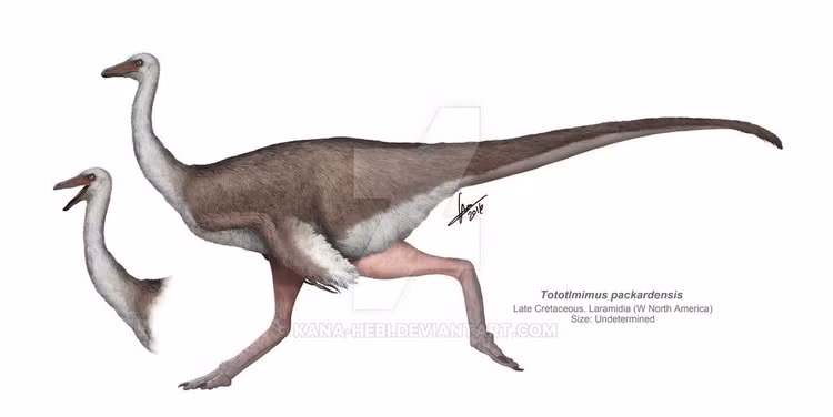 Một trong những loài khủng long nhỏ nhất nhóm Alvarezsauroidea. Linhenykus có kích thước khiêm tốn, chỉ tương đương một con gà tây hiện đại, cho thấy không phải khủng long nào cũng khổng lồ. Ảnh: Pinterest.
