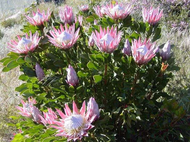 Hoa có kích thước cực lớn. Hoa thảo đường hoàng đế (Protea cynaroides) có thể đạt đường kính lên tới 30 cm, khiến nó trở thành một trong những loài hoa lớn nhất thế giới, thu hút mọi ánh nhìn ngay từ xa. Ảnh: Pinterest.