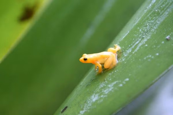 Là nơi trú ngụ của loài ếch vàng hiếm. Xung quanh thác có quần thể ếch vàng nhỏ bé sống trong hoa bromeliad, loài đặc hữu vô cùng quý hiếm. Ảnh: traveladventures.org.