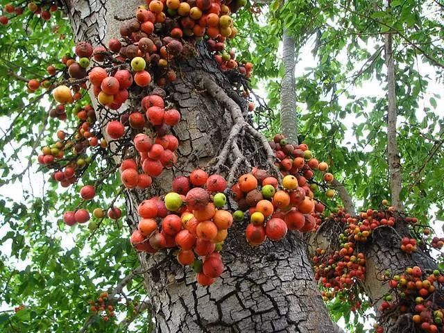 Loài cây quen thuộc ở vùng nhiệt đới. Cây sung (Ficus racemosa) phân bố rộng ở Nam Á và Đông Nam Á, thường mọc ven sông, ao hồ và là hình ảnh gần gũi trong đời sống nông thôn. Ảnh: Pinterest.