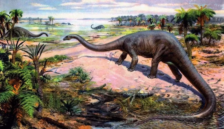 Thức ăn chủ yếu là thực vật thấp. Dù có cổ dài, nhiều nghiên cứu cho rằng Diplodocus thường giữ cổ gần ngang mặt đất để ăn dương xỉ, cây bụi và thảm thực vật thấp. Cấu trúc răng nhỏ, hình bút chì cho thấy chúng không nhai mà chỉ tuốt lá rồi nuốt vào dạ dày. Ảnh: Pinterest.