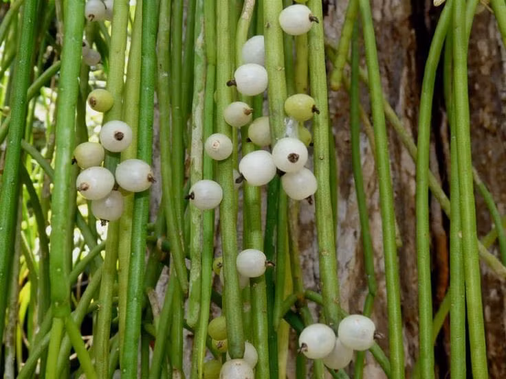 Phát tán nhờ chim. Hạt của chúng được chim ăn rồi phát tán qua phân, giúp cây lan rộng sang các cành cây khác trong rừng một cách tự nhiên. Ảnh: Pinterest.