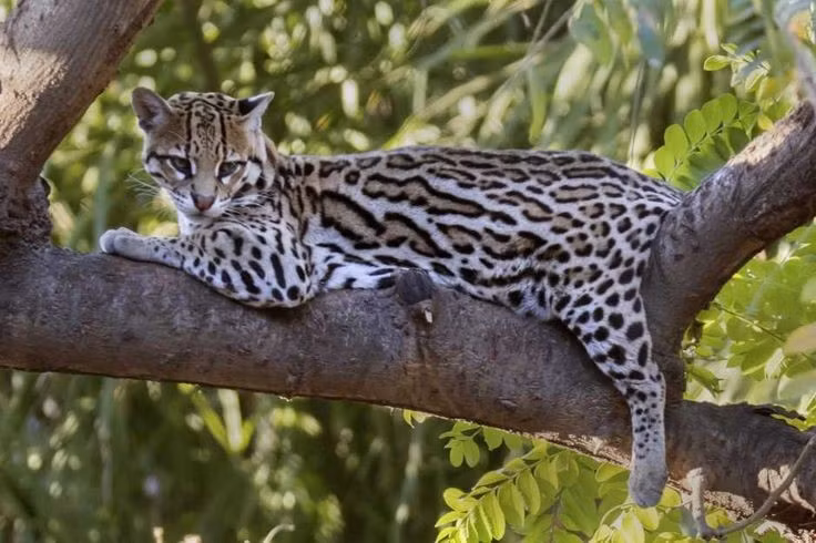Giỏi leo trèo và bơi lội. Ocelot là tay bơi thiện nghệ và có thể leo lên cây nhanh chóng để phục kích con mồi. Ảnh: Pinterest.