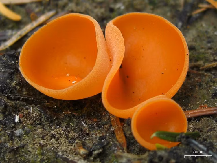 Thuộc nhóm nấm “chén” trong giới nấm. Loài này thuộc nhóm nấm chén (cup fungi), trong đó bào tử được tạo ra trên bề mặt bên trong của chiếc “bát”. Khi bào tử chín, gió hoặc sự rung động nhẹ cũng có thể giúp chúng phát tán ra môi trường xung quanh để tiếp tục vòng đời. Ảnh: Pinterest.
