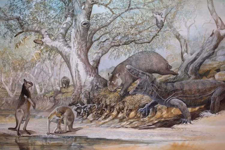 Sống ở Australia thời Pleistocene. Loài này tồn tại vào kỷ Pleistocene, khoảng từ 1,6 triệu đến 50.000 năm trước, khi Australia còn là nơi sinh sống của nhiều loài thú khổng lồ như Diprotodon và kangaroo khổng lồ. Ảnh: Pinterest.