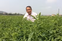 GS.VS Trần Đình Long tạo giống cỏ ngọt gấp 300 lần đường mía