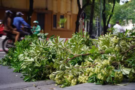 Hà Nội bắt đầu cắt tỉa hoa sữa để giảm mùi hương gây khó chịu
