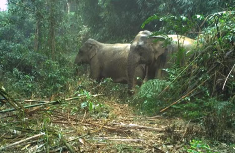 Dat bay anh, phat hien loat dong vat “quy hon vang” o VQG Vu Quang-Hinh-4