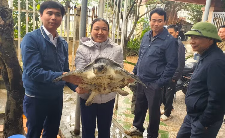 Thả cá thể rùa biển “quý như vàng” về đại dương Tha ca the rua bien “quy nhu vang” ve dai duong