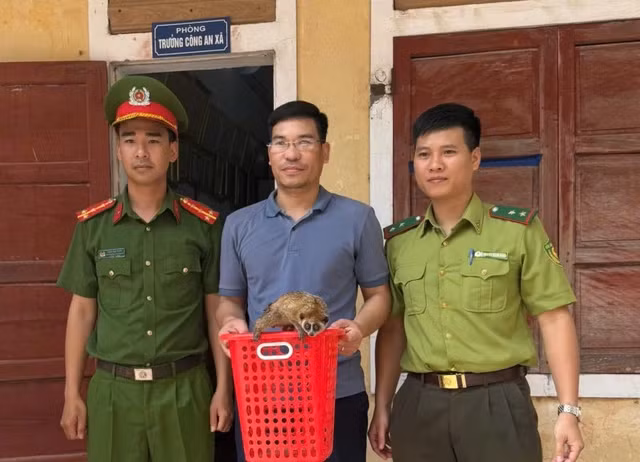 Người dân Quảng Bình giao nộp cá thể cu li cực kỳ quý hiếm Nguoi dan Quang Binh giao nop ca the cu li cuc ky quy hiem