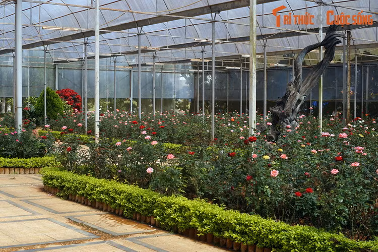 Dieu bat ngo ve vuon hoa lau doi, hut khach nhat Da Lat-Hinh-11