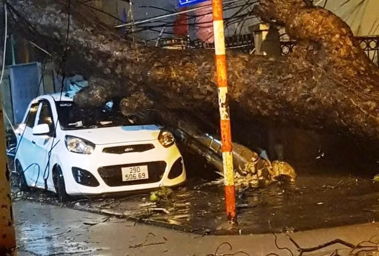 Hà Nội yêu cầu bảo tồn, trồng lại các cây quý hiếm bị đổ - Hình 2 Ha Noi yeu cau bao ton, trong lai cac cay quy hiem bi do-Hinh-2