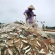 Ngư dân Hà Tĩnh trúng đậm cá trích đầu năm 