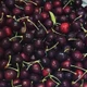 Giá cherry giảm mạnh, nhập khẩu từ Chile trở thành lựa chọn phổ biến
