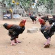 Gà Đông Tảo tại Hưng Yên đắt khách dịp Tết Nguyên đán 