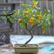 Những loại bonsai trái cây rực rỡ hút tài lộc