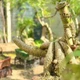 Biến gốc tre xù xì thành bonsai tiền triệu