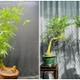 Loại cây mọc đầy đường lên đời thành bonsai giá hàng trăm triệu đồng 