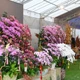 Thợ cắm hoa lan mùa Tết kiếm tiền triệu mỗi ngày 