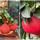Bưởi đỏ tiến vua 2 triệu đồng/quả dịp Tết có gì đặc biệt? 