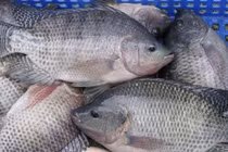 Cá rô phi tăng trưởng “thần tốc” khi kim ngạch liên tục lập đỉnh