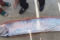 Cá “hố rồng” hiếm gặp dài gần 4m bất ngờ dạt vào bờ biển Lâm Đồng