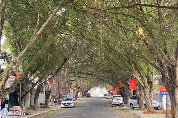 Con đường rặng si phủ bóng xanh mát quanh năm tại Đền Hùng