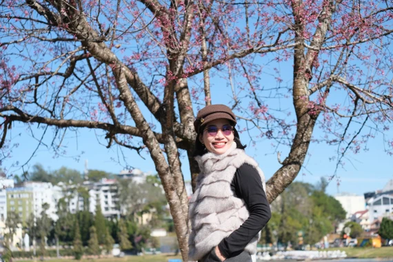 Đà Lạt ngập sắc hồng mai anh đào khi Tết Bính Ngọ đã cận kề