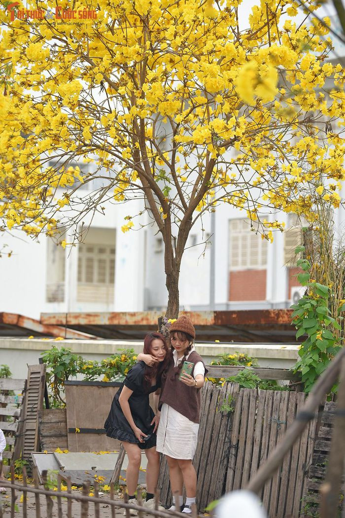 Thêm một đường hoa phong Linh mới được "khai quật" khi đường cũ đóng cửa ảnh 2