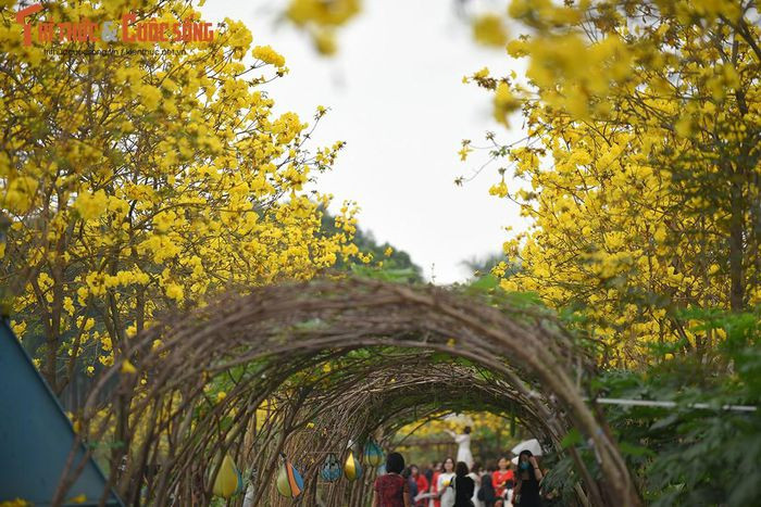 Thêm một đường hoa phong Linh mới được "khai quật" khi đường cũ đóng cửa ảnh 10