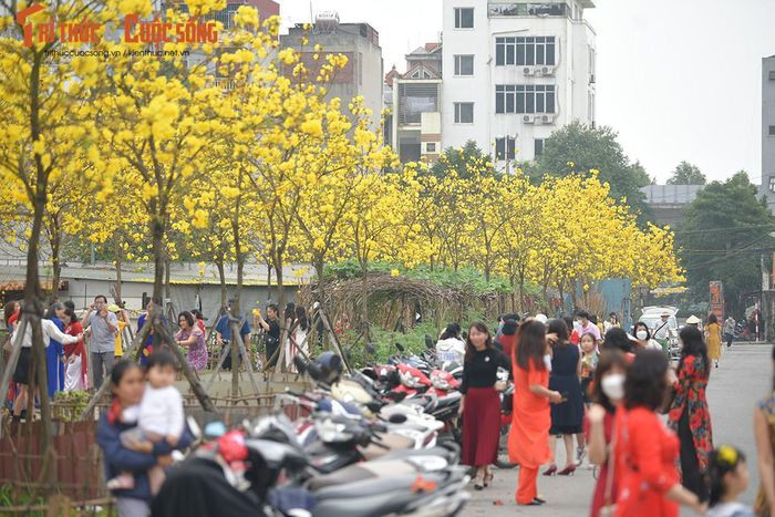 Thêm một đường hoa phong Linh mới được "khai quật" khi đường cũ đóng cửa ảnh 13