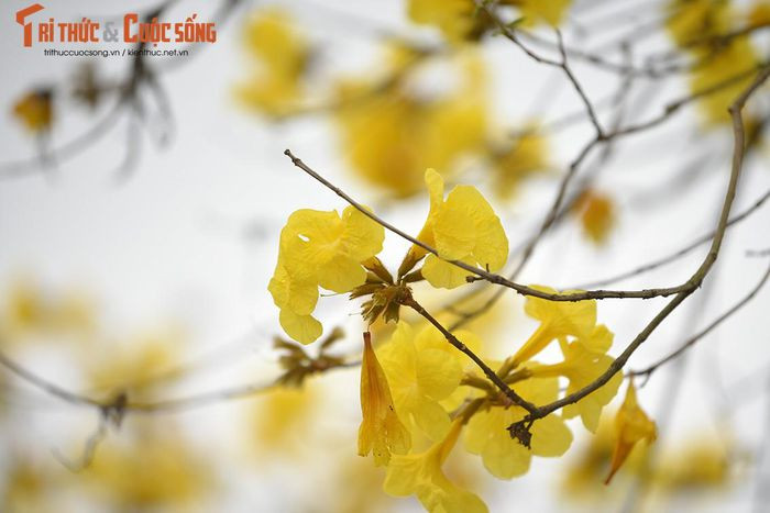 Thêm một đường hoa phong Linh mới được "khai quật" khi đường cũ đóng cửa ảnh 9