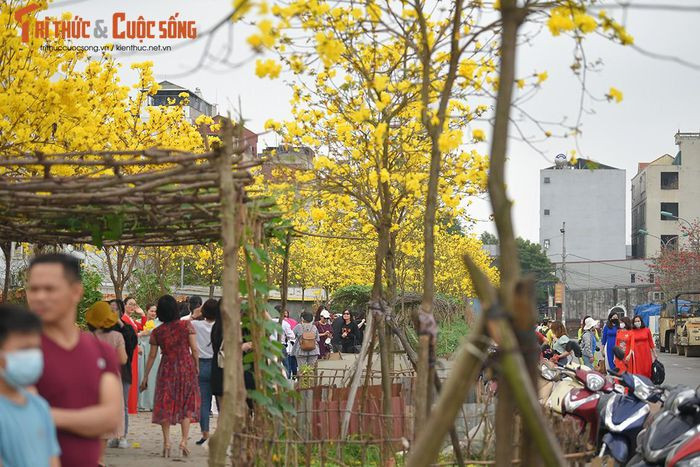 Thêm một đường hoa phong Linh mới được "khai quật" khi đường cũ đóng cửa ảnh 5