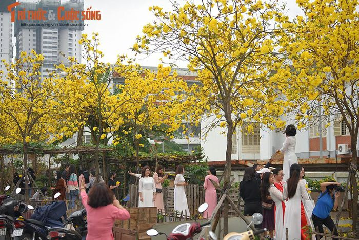 Thêm một đường hoa phong Linh mới được "khai quật" khi đường cũ đóng cửa ảnh 7