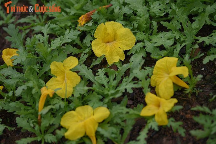 Thêm một đường hoa phong Linh mới được "khai quật" khi đường cũ đóng cửa ảnh 11