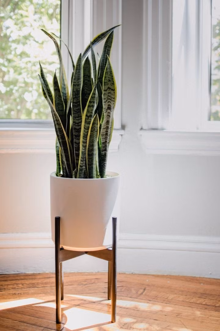 NASA đã liệt kê cây lưỡi hổ là một trong những loại cây có tác dụng thanh lọc không khí hàng đầu. Loại cây này không cần tưới nước thường xuyên hoặc ánh nắng trực tiếp, rất dễ để bạn chăm sóc mà không cần tốn nhiều công sức và thời gian. NASA đã liệt kê cây lưỡi hổ là một trong những loại cây có tác dụng thanh lọc không khí hàng đầu. Loại cây này không cần tưới nước thường xuyên hoặc ánh nắng trực tiếp, rất dễ để bạn chăm sóc mà không cần tốn nhiều công sức và thời gian.