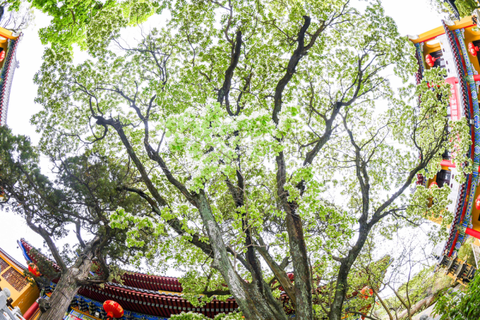 Cây cao khoảng 10 m, đường kính thân cây tầm 30 cm.Tán cây rộng bao phủ một khoảng sân trong chùa.