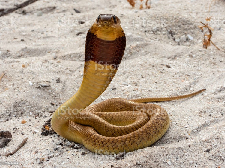 Rắn hổ mang Cape - loài rắn mà Erasmus phát hiện trên máy bay. Đây là một trong những loài rắn hổ mang nguy hiểm nhất châu Phi. Ảnh: istocl.