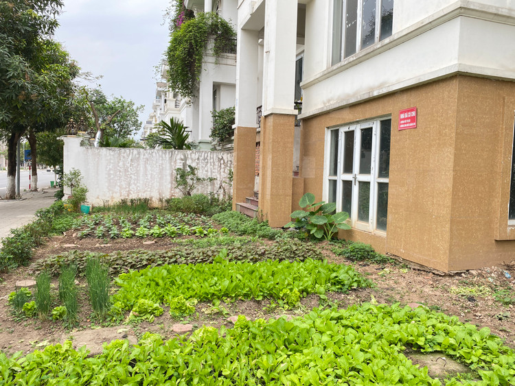 Khoảng sân trước những căn biệt thự không ở chỉ để trồng rau xanh và để tránh bị dán biển quảng cáo hay vẽ bẩn lên ngôi nhà.