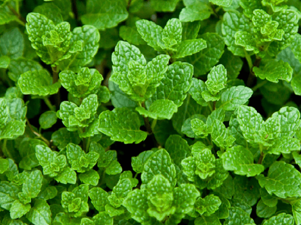 Cây húng lủi. - Ảnh: internet. Cây húng lủi. - Ảnh: internet.