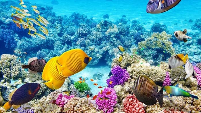 Rạn san hô Great Barrier (Australia) là một kỳ quan thiên nhiên rộng lớn nằm ngoài khơi bờ biển Queensland. Trải dài hơn 2.300 km, đây là hệ thống rạn san hô lớn nhất thế giới, bao gồm hơn 2.900 rạn san hô riêng lẻ và 900 hòn đảo. Ngoài ra, màu sắc rực rỡ và hệ sinh thái độc đáo của rạn san hô này cũng thu hút thợ lặn, khách du lịch từ khắp nơi trên thế giới. Ảnh: internet. Rạn san hô Great Barrier (Australia) là một kỳ quan thiên nhiên rộng lớn nằm ngoài khơi bờ biển Queensland. Trải dài hơn 2.300 km, đây là hệ thống rạn san hô lớn nhất thế giới, bao gồm hơn 2.900 rạn san hô riêng lẻ và 900 hòn đảo. Ngoài ra, màu sắc rực rỡ và hệ sinh thái độc đáo của rạn san hô này cũng thu hút thợ lặn, khách du lịch từ khắp nơi trên thế giới. Ảnh: internet.