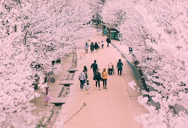 Nhắc đến mùa hoa anh đào, thủ đô Hàn Quốc là điểm đến tuyệt vời không kém Nhật Bản. Từ cuối tháng 3 đến đầu tháng 5, sắc hồng bao trùm khắp mọi nẻo đường, mang đến khung cảnh lãng mạn giống như phim. Nếu bạn không thích đám đông mà vẫn muốn ngắm cảnh đẹp, rừng Seoul là một lựa chọn hợp lý. Ngoài ra, bạn có thể ghé thăm một vài địa điểm ngắm hoa nổi tiếng khác như ĐH Kyunghee, Seoul Grand Park và công viên Yeouido. Ảnh: internet.