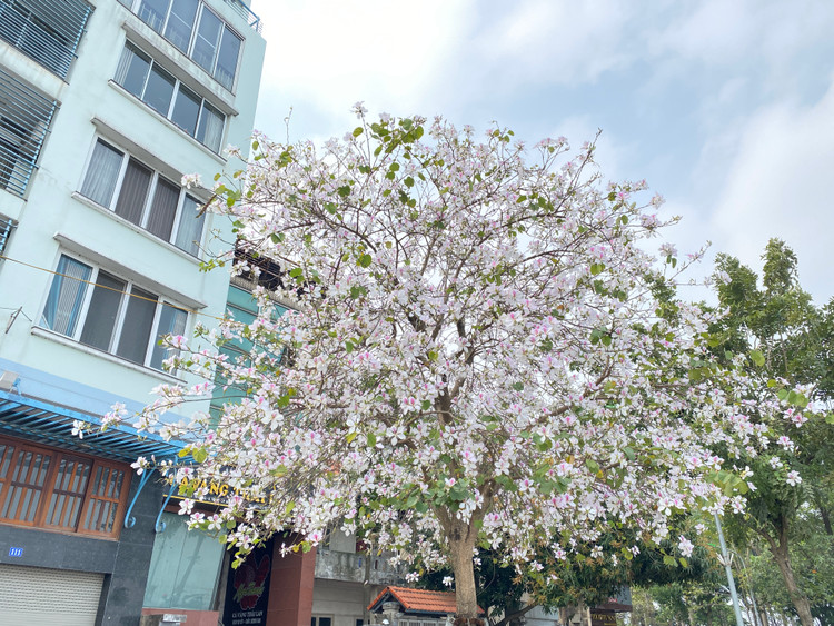 Mùa hoa ban nở dần trở thành nét đặc trưng ở thủ đô.
