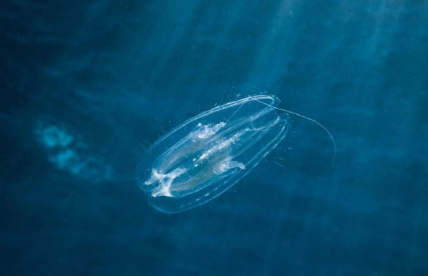 Sứa lược ở Biển Đỏ. Ảnh: Getty Sứa lược ở Biển Đỏ. Ảnh: Getty