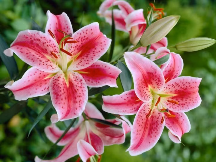 Hoa ly tượng trưng cho sắc đẹp, đức hạnh và kiêu hãnh, thường được dùng để ca ngợi những người phụ nữ trong gia đình.