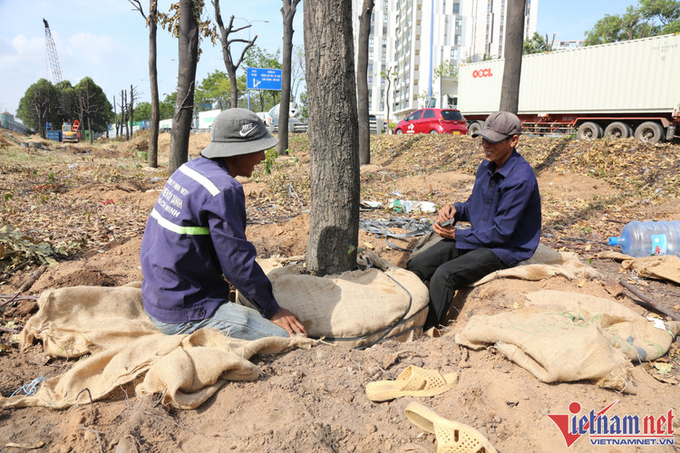 Công nhân dùng bao bố bó bầu gốc cây nhằm giữ được lượng đất ổn định ôm rễ cây khi di dời về vườn ươm chăm sóc. Dự kiến, đến cuối tháng 4/2023 sẽ hoàn tất công đoạn di dời, đốn hạ cây xanh.