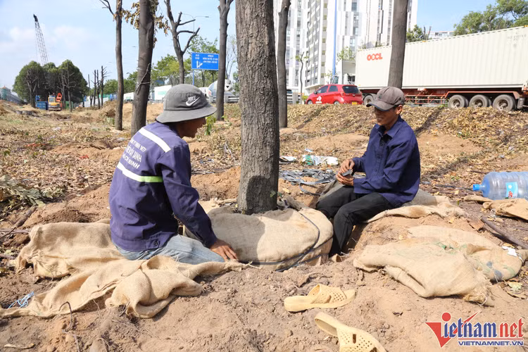 Công nhân dùng bao bố bó bầu gốc cây nhằm giữ được lượng đất ổn định ôm rễ cây khi di dời về vườn ươm chăm sóc. Dự kiến, đến cuối tháng 4/2023 sẽ hoàn tất công đoạn di dời, đốn hạ cây xanh.