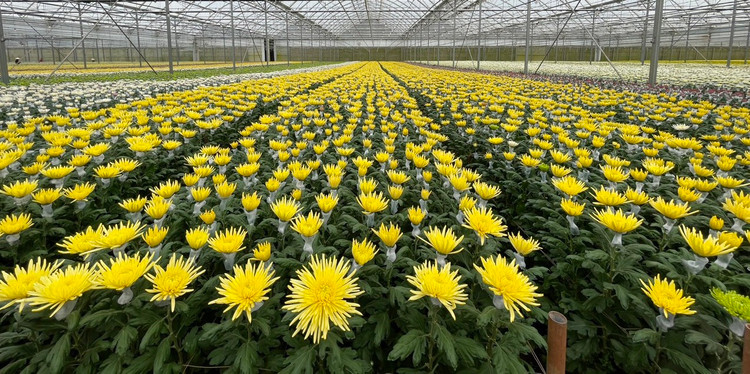 Hoa cúc cắt cành phục vụ Tết Nguyên Đán 2023. Ảnh: TS