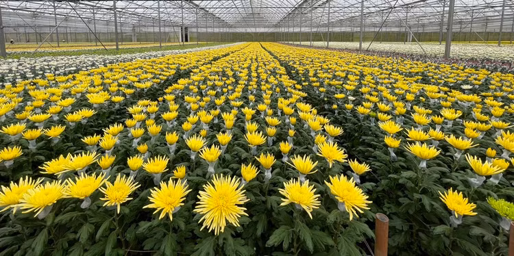 Hoa cúc cắt cành phục vụ Tết Nguyên Đán 2023. Ảnh: TS